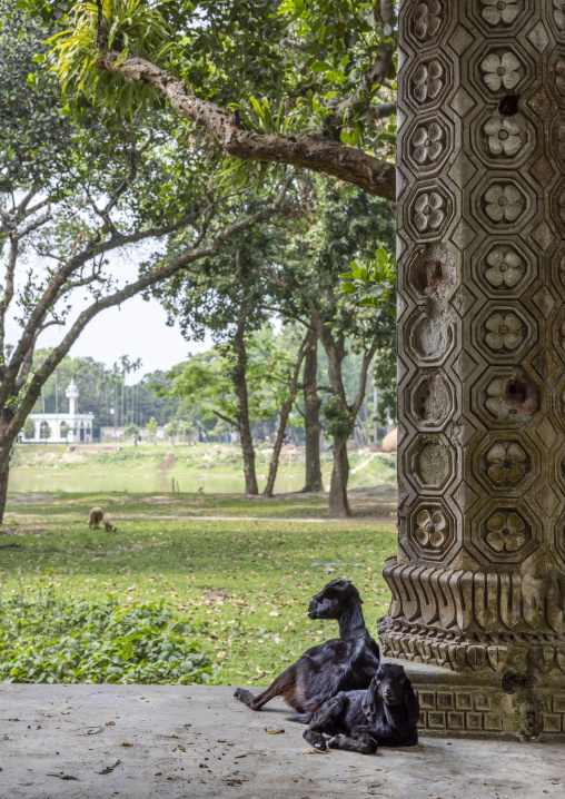 Goats in an old heritage house column at Pakutia Zamindar Bari, Dhaka Division, Nagarpur, Bangladesh