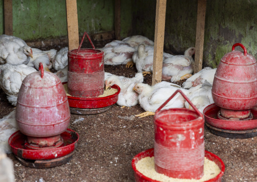 Broiler chickens feed at a poultry farm, Dhaka Division, Rupganj, Bangladesh