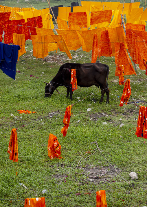 Cow grazing in the middle of fabrics drying under the sun, Dhaka Division, Rupganj, Bangladesh