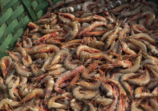 Fresh shrimps at fish market, Chittagong Division, Chittagong, Bangladesh