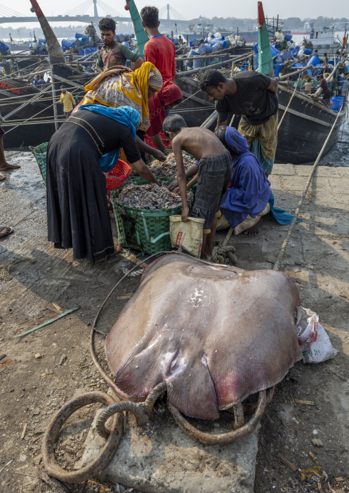 Stingray in the fish market, Chittagong Division, Chittagong, Bangladesh