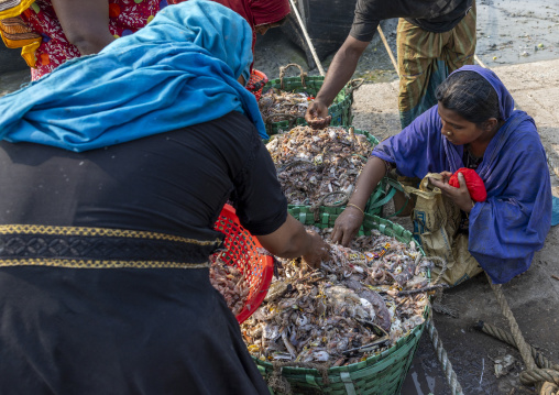 Poor people taking abandoned fishes in fish market, Chittagong Division, Chittagong, Bangladesh