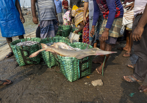 Shark ray at fish market, Chittagong Division, Chittagong, Bangladesh