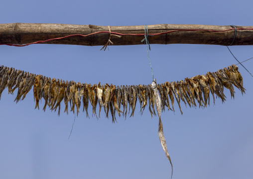 Fish laid out to dry in sun, Chittagong Division, Chittagong, Bangladesh