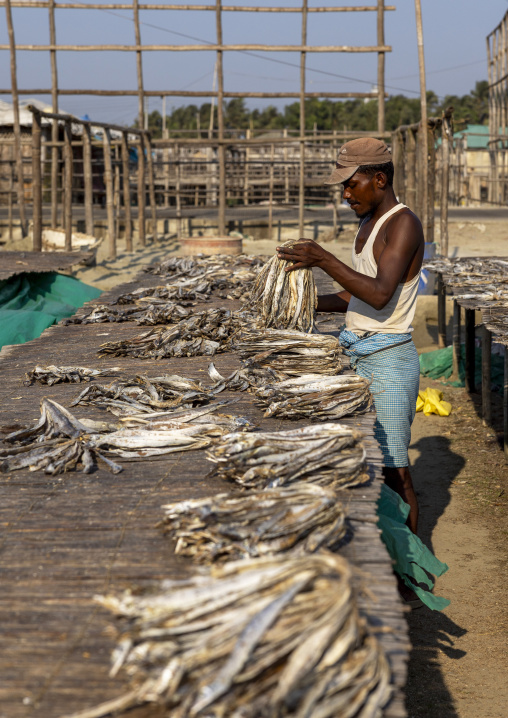 A male bangladeshi worker laids out fish to dry in sun, Chittagong Division, Cox's Bazar Sadar, Bangladesh