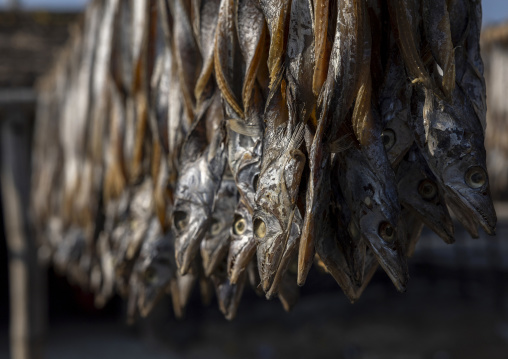 Fish laid out to dry in sun, Chittagong Division, Cox's Bazar Sadar, Bangladesh