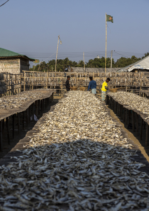 Bangladeshi male workers laid out fish to dry in sun, Chittagong Division, Cox's Bazar Sadar, Bangladesh