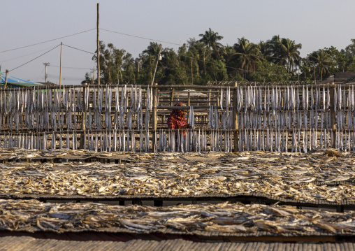 A female bangladeshi worker laids out fish to dry in sun, Chittagong Division, Cox's Bazar Sadar, Bangladesh