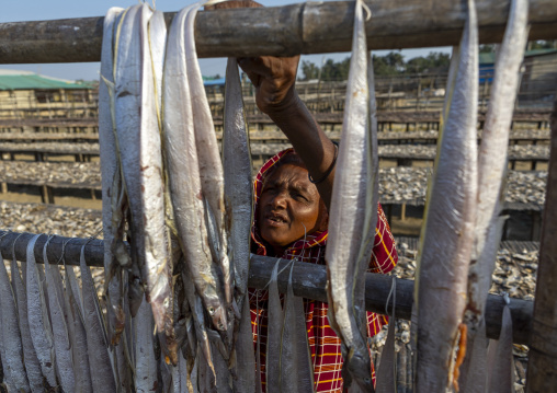 A female bangladeshi worker laids out fish to dry in sun, Chittagong Division, Cox's Bazar Sadar, Bangladesh