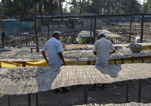 Bangladeshi male workers laid out fish to dry in sun, Chittagong Division, Cox's Bazar Sadar, Bangladesh