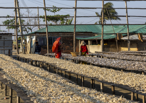 Workers laid out fish to dry in sun, Chittagong Division, Cox's Bazar Sadar, Bangladesh