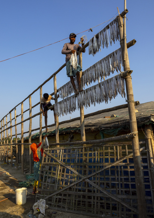 Workers laid out fish to dry in sun, Chittagong Division, Cox's Bazar Sadar, Bangladesh