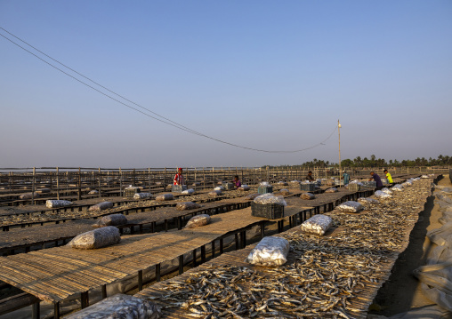 Workers laid out fish to dry in sun, Chittagong Division, Cox's Bazar Sadar, Bangladesh