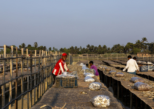 Workers laid out fish to dry in sun, Chittagong Division, Cox's Bazar Sadar, Bangladesh