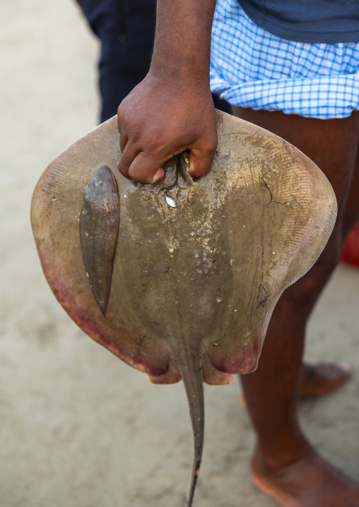 Bangladeshi man carrying a stingray on the beach, Chittagong Division, Cox's Bazar Sadar, Bangladesh