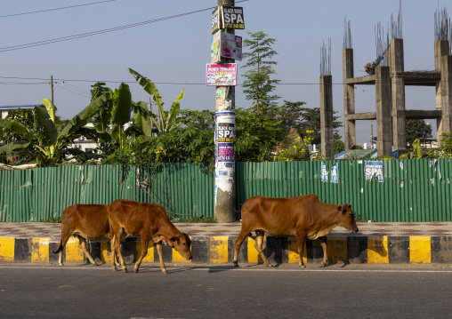 Cows in the street of the town, Chittagong Division, Cox's Bazar Sadar, Bangladesh