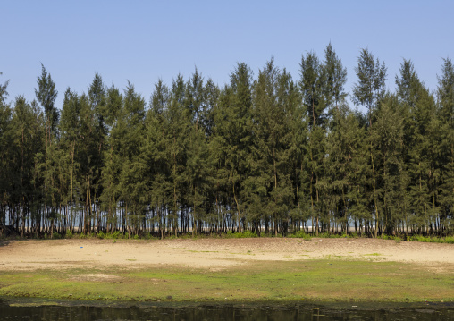 Trees on the beach, Chittagong Division, Ukhia, Bangladesh