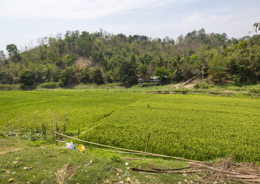 Rice paddy landscape, Chittagong Division, Rangamati Sadar, Bangladesh