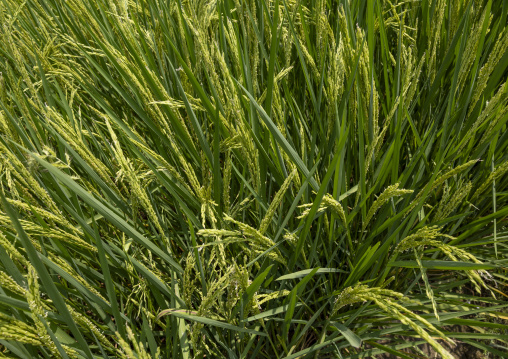 Rice paddy detail, Chittagong Division, Rangamati Sadar, Bangladesh