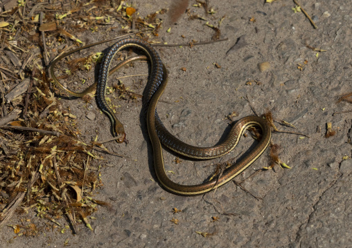 Snake on the road, Dhaka Division, Tongibari, Bangladesh