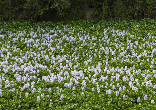 Swamp full of water hyacinth flowers field, Dhaka Division, Munshiganj Sadar, Bangladesh