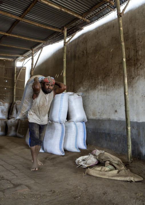 Bangladeshi man carrying dried tobacco leaves in bags, Rangpur Division, Rangpur, Bangladesh