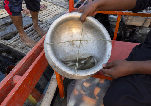 Bangladeshi man showing the small fishes he catched, Rajshahi Division, Rajshahi, Bangladesh