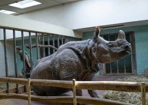 Greater one-horned Rhinoceros in Berlin zoo, Berlin state, Berlin, Germany