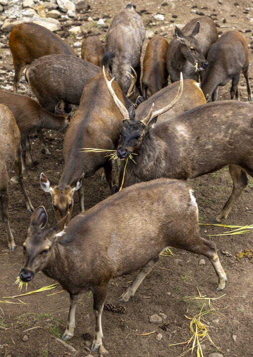 Sambar deers in Royal Takin preserve, Thimphu, Motithang, Bhutan