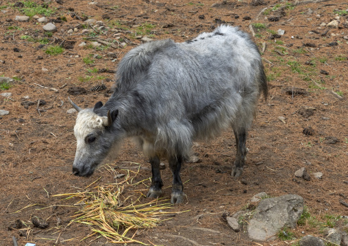 Grey yak in Royal Takin preserve, Thimphu, Motithang, Bhutan