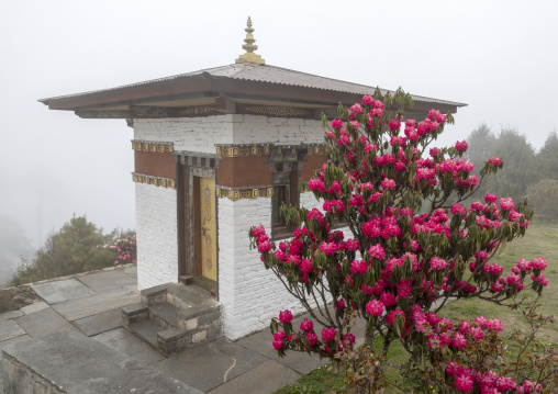 Rhododendron in Dochu La with 108 stupas or chortens, Punakha, Dochula Pass, Bhutan