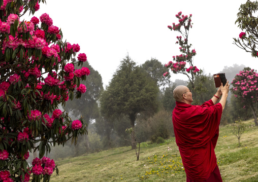 Butanese monk taking a selfie near a pink rhododendron, Punakha, Dochula Pass, Bhutan