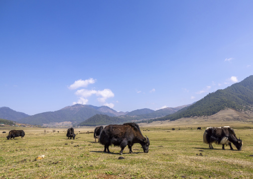 Yaks grazing in a meadow, Wangdue Phodrang, Phobjikha Valley, Bhutan
