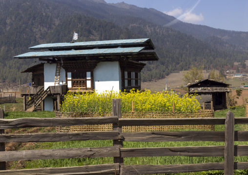 Bhutanese traditional house at rural area with mustard plants, Wangdue Phodrang, Phobjikha Valley, Bhutan