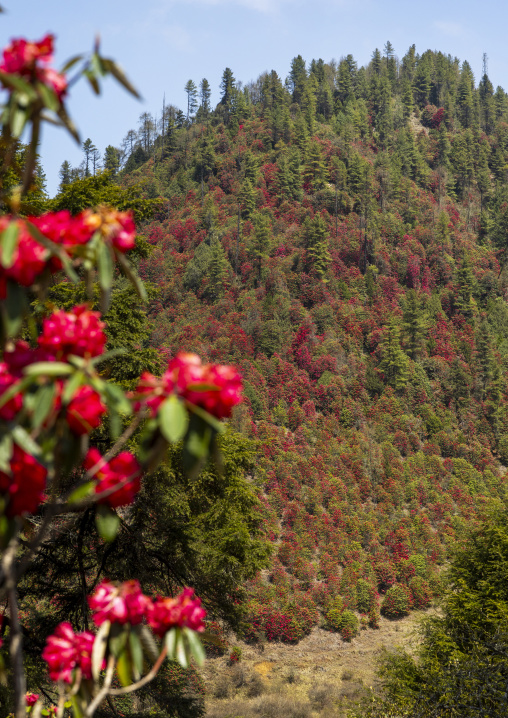 Rhododendron flowers in the mountain, Trongsa District, Trongsa, Bhutan