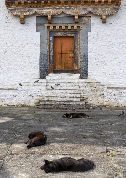 Dogs sleeping in front of Kurjey lhakang door, Chhoekhor Gewog, Bumthang, Bhutan