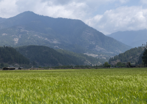 Rice field, Chhoekhor Gewog, Bumthang, Bhutan