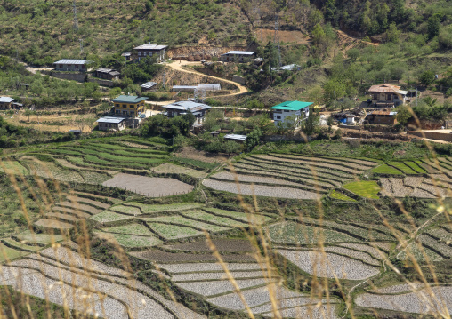 Rice terraces, Wangchang Gewog, Paro, Bhutan
