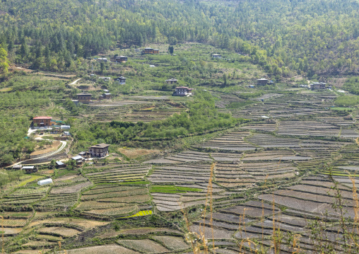 Rice terraces, Wangchang Gewog, Paro, Bhutan