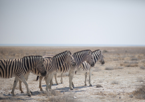 Zebras in the park, Kunene region, Etosha, Namibia