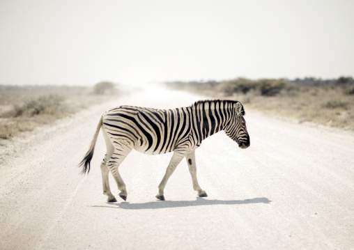 Zebra in the park, Kunene region, Etosha, Namibia