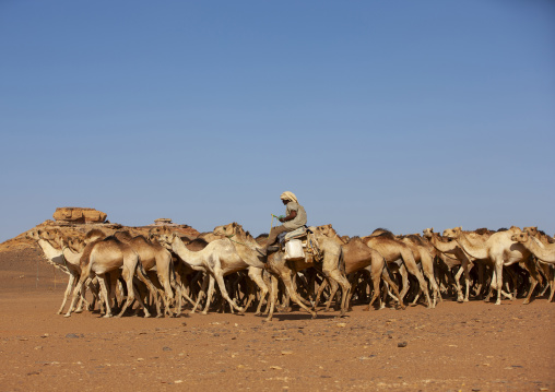 Sudan, Northern province, Dongola, Sudanese camels herd going to egypt