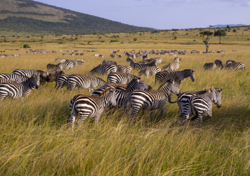 Burchells zebra (equus burchellii) herd, Rift valley province, Maasai mara, Kenya