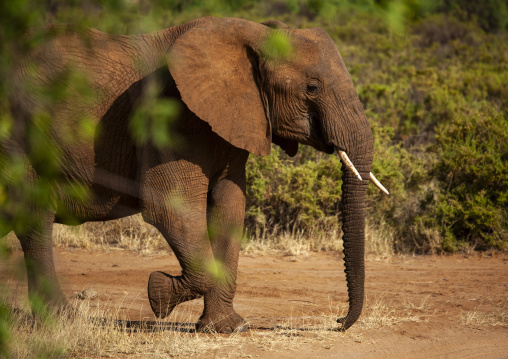 African elephant eating grass, Samburu county, Samburu national reserve, Kenya