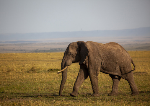 African elephant (loxodonta africana), Rift valley province, Maasai mara, Kenya