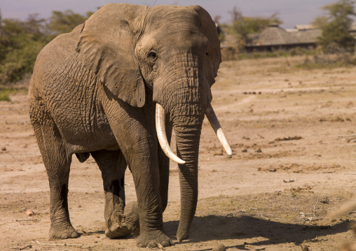 Elephant (loxodonta africana) close up, Kajiado county, Amboseli park, Kenya
