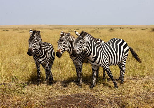 Burchells zebra (equus burchellii) herd, Rift valley province, Amboseli, Kenya