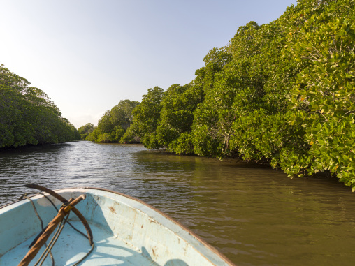 The bow of a wooden boat glides through a narrow mangrove channel lined with dense green trees, Obock Region, Gorodia, Djibouti