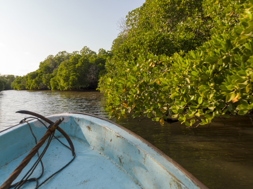 A small boat approaches overhanging mangrove branches along a sunlit tidal channel, Obock Region, Gorodia, Djibouti