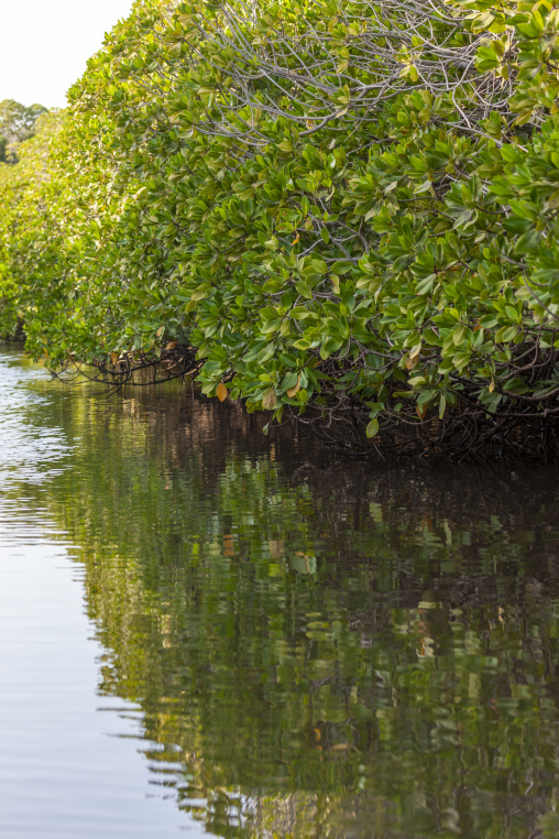 A dense mangrove forest lines the edge of a tranquil river, Obock Region, Gorodia, Djibouti